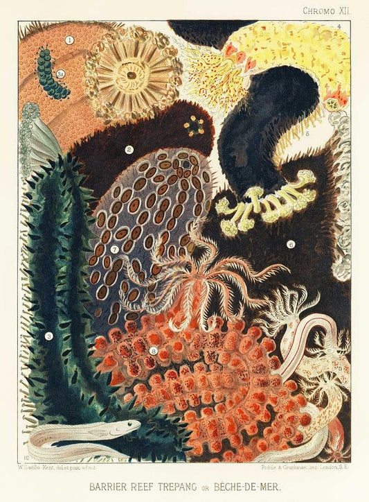 Sea Cucumber Collagen, Australia's super ingredient.
