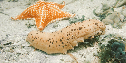 Sea Cucumber: Diving Deep into the Ocean’s Best-Kept Secret